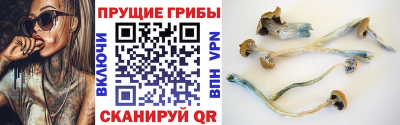 закладка  Тюмень  Псилоцибиновые грибы Magic Shrooms 